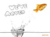 we_moved_goldfish